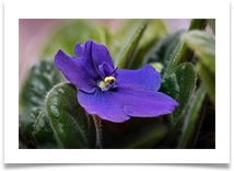 7 - Attempts at macro - African Violet (macro - focus stacked) - Bill Rigby